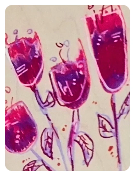 Hand-painted magenta tulips sticker